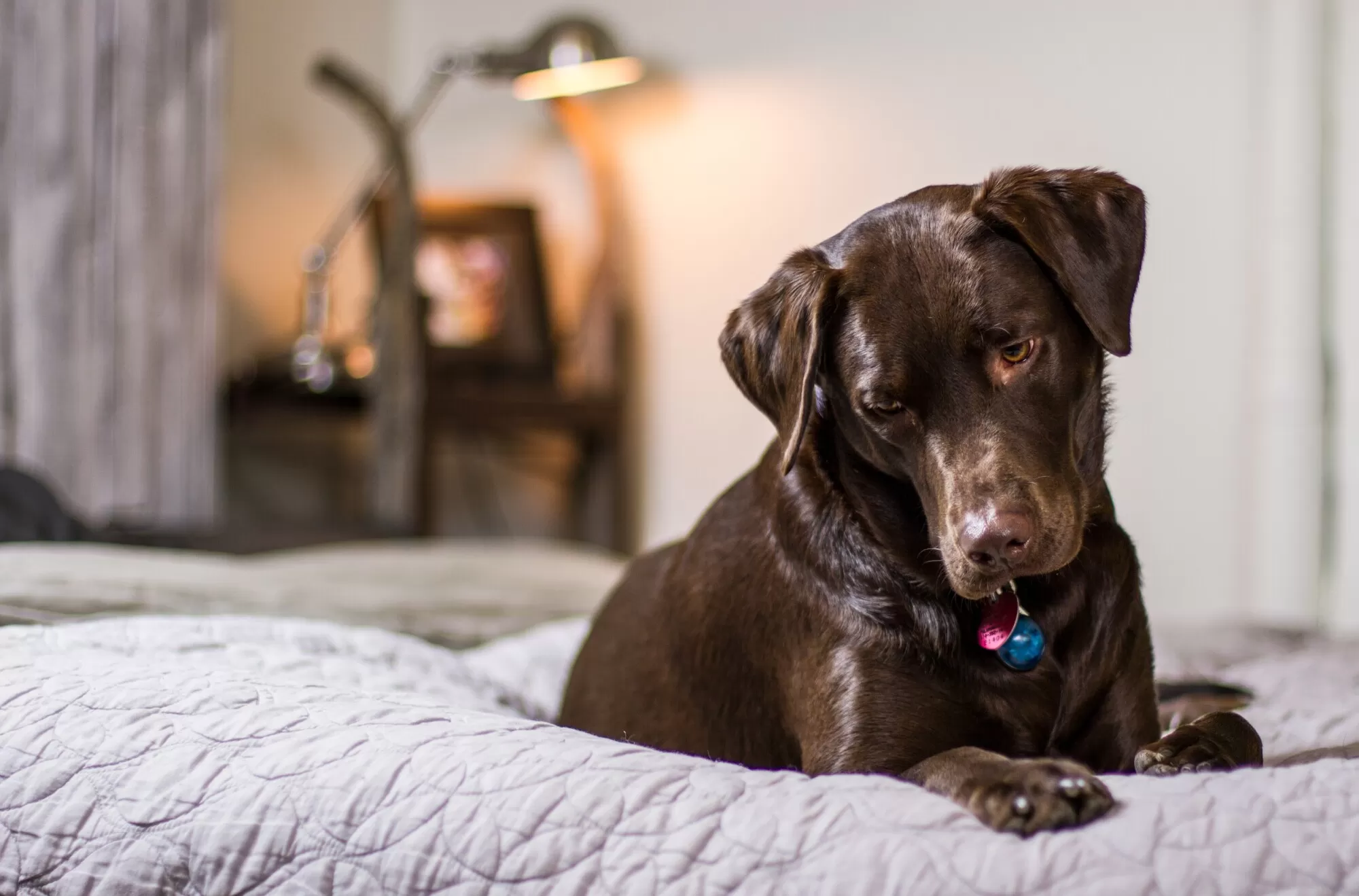 Can Dogs Carry Bed Bugs?