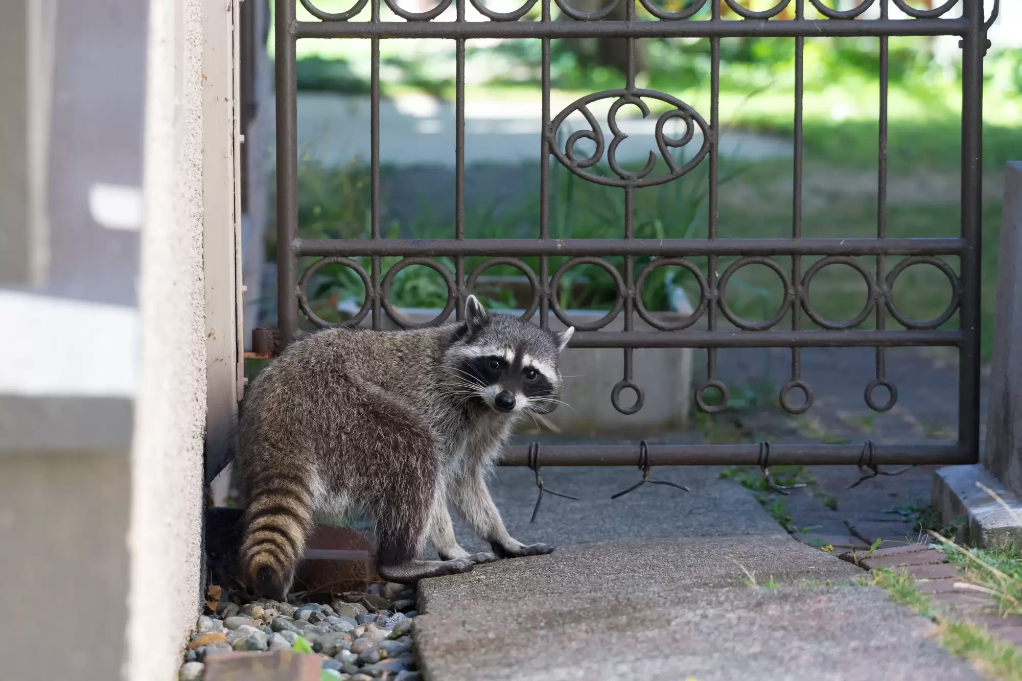 5 Tips for Dealing with Nuisance Wildlife