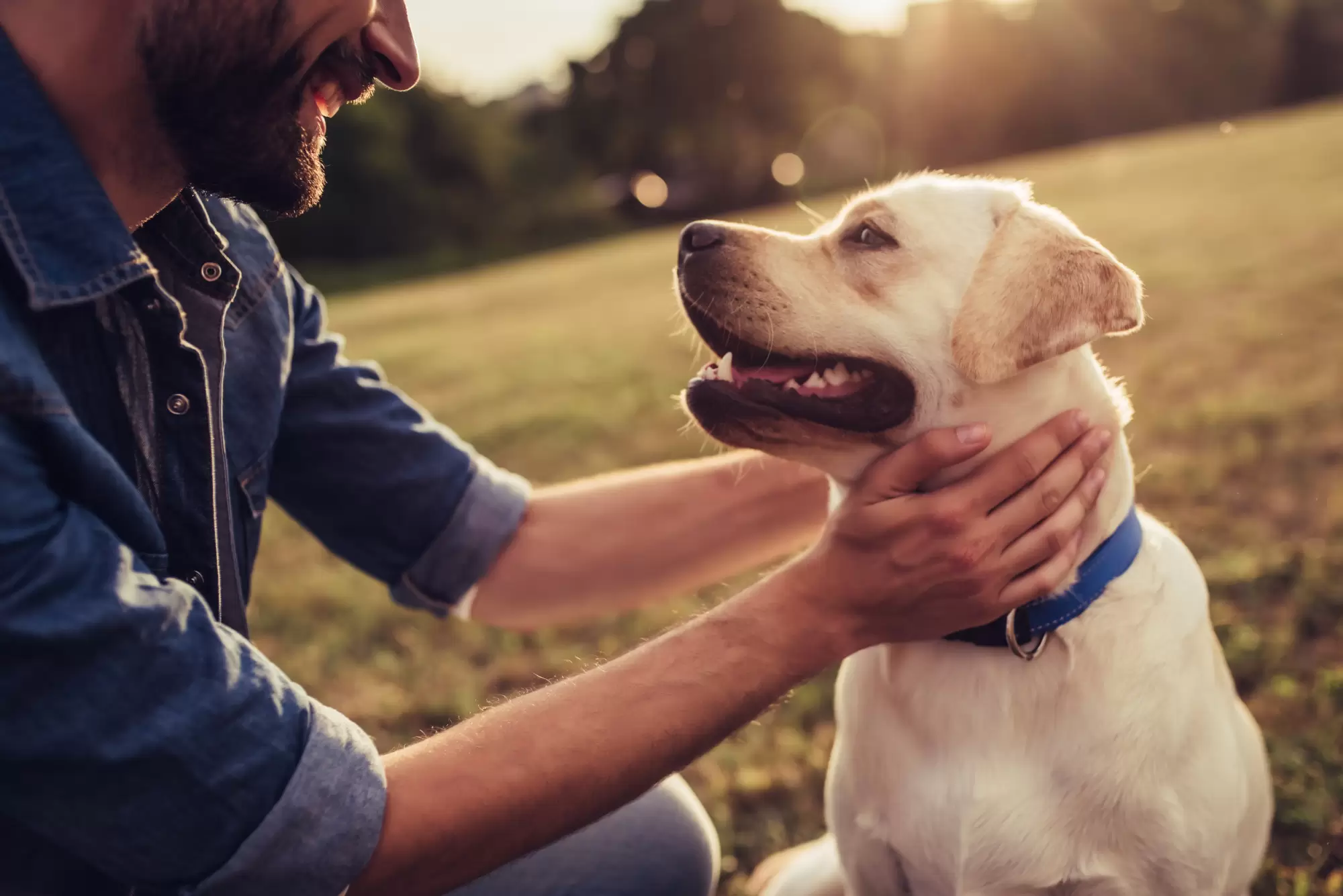 How To Make Family Pet Care a Team Effort