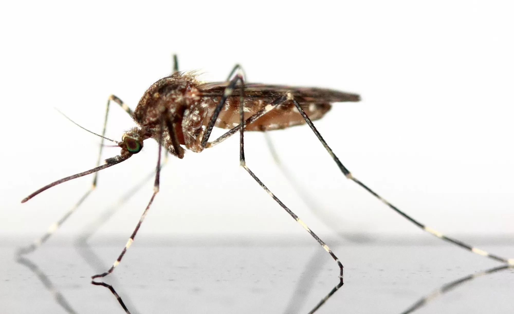 5 Ways to Prevent Mosquito Bites