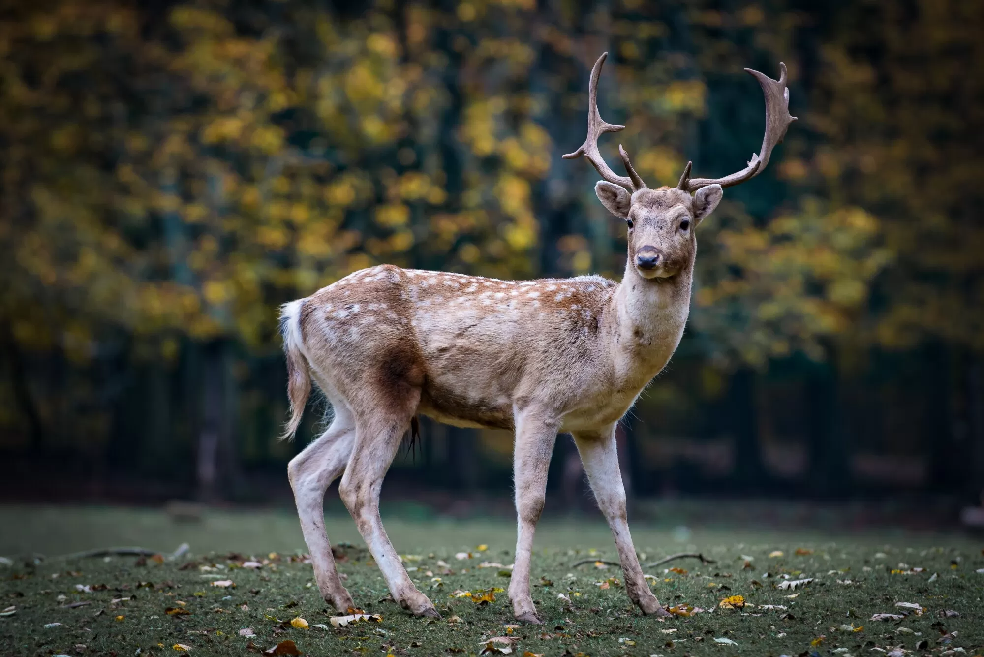 What is Deer Antler Velvet? A Supplement Every Athlete Should Know