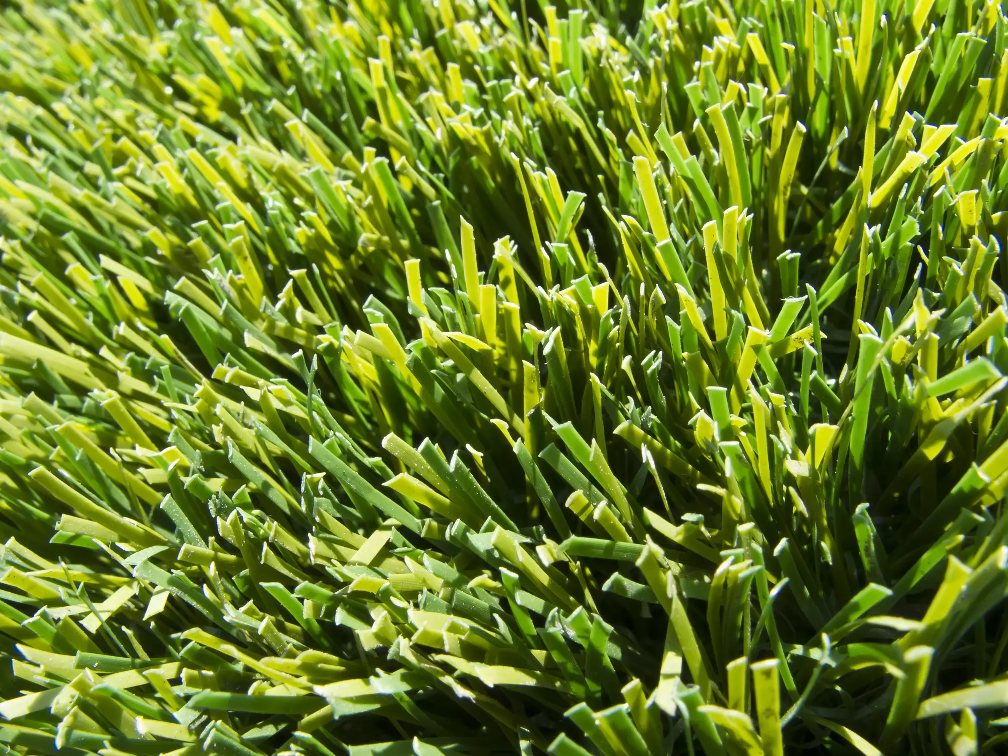 4 Tips on How to Grow Grass With Dogs Around
