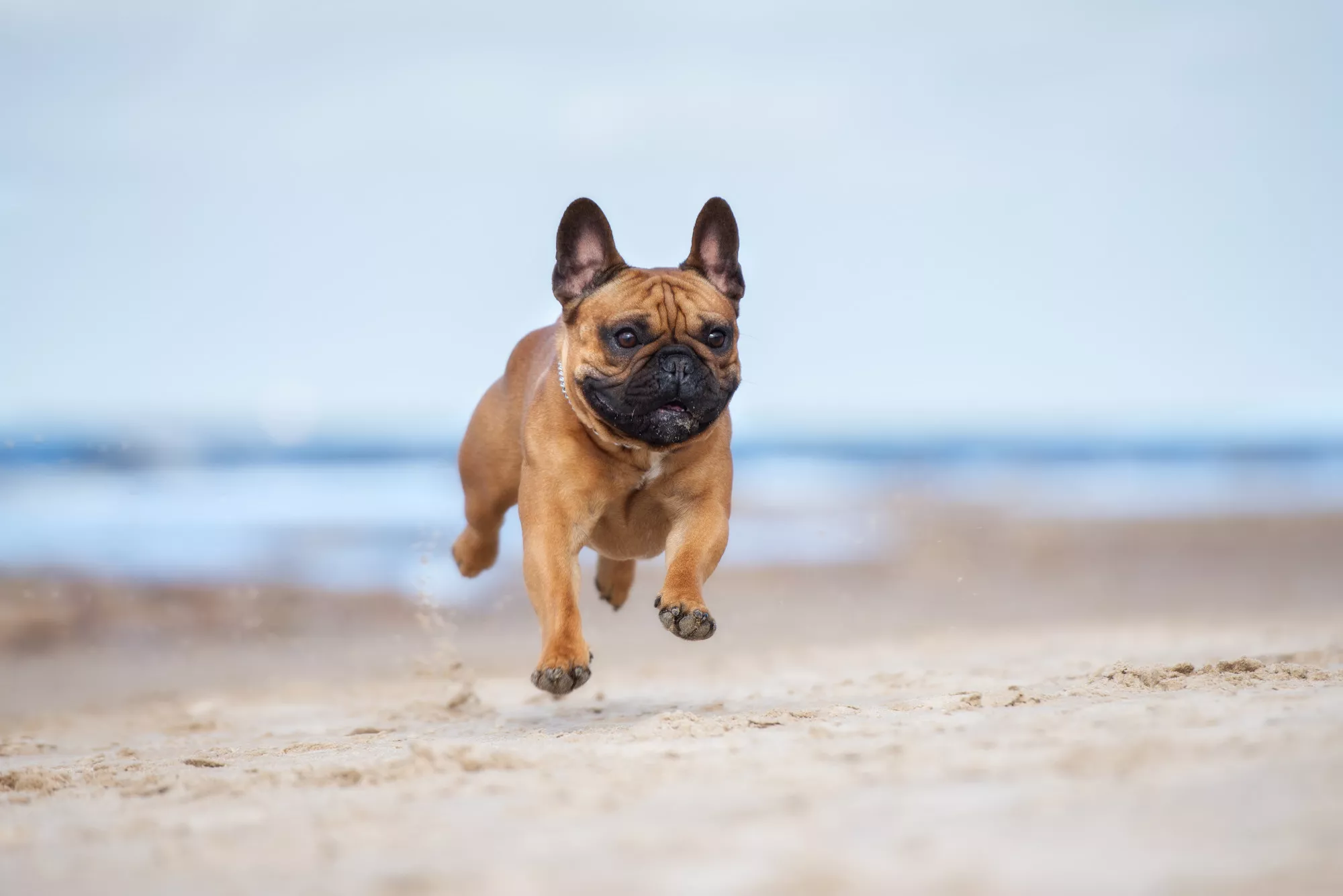 French Bulldog Temperament: What You Need to Know