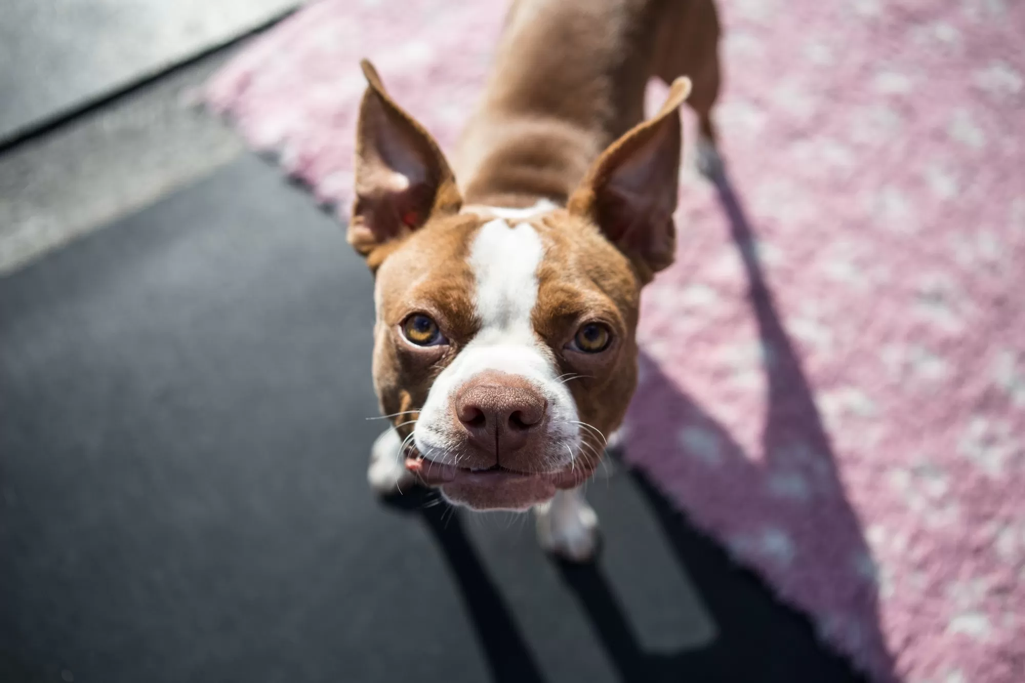 Something to Bark About: 5 Reasons to Take Your Pup to Doggy Day Care