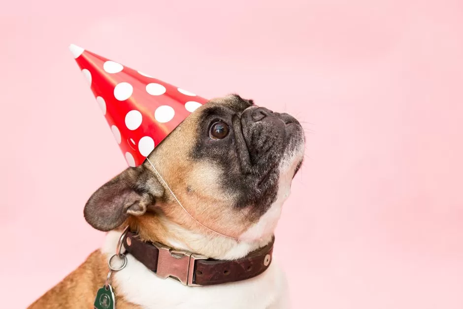 The Best Dog Birthday Party Ideas For A Memorable Celebration