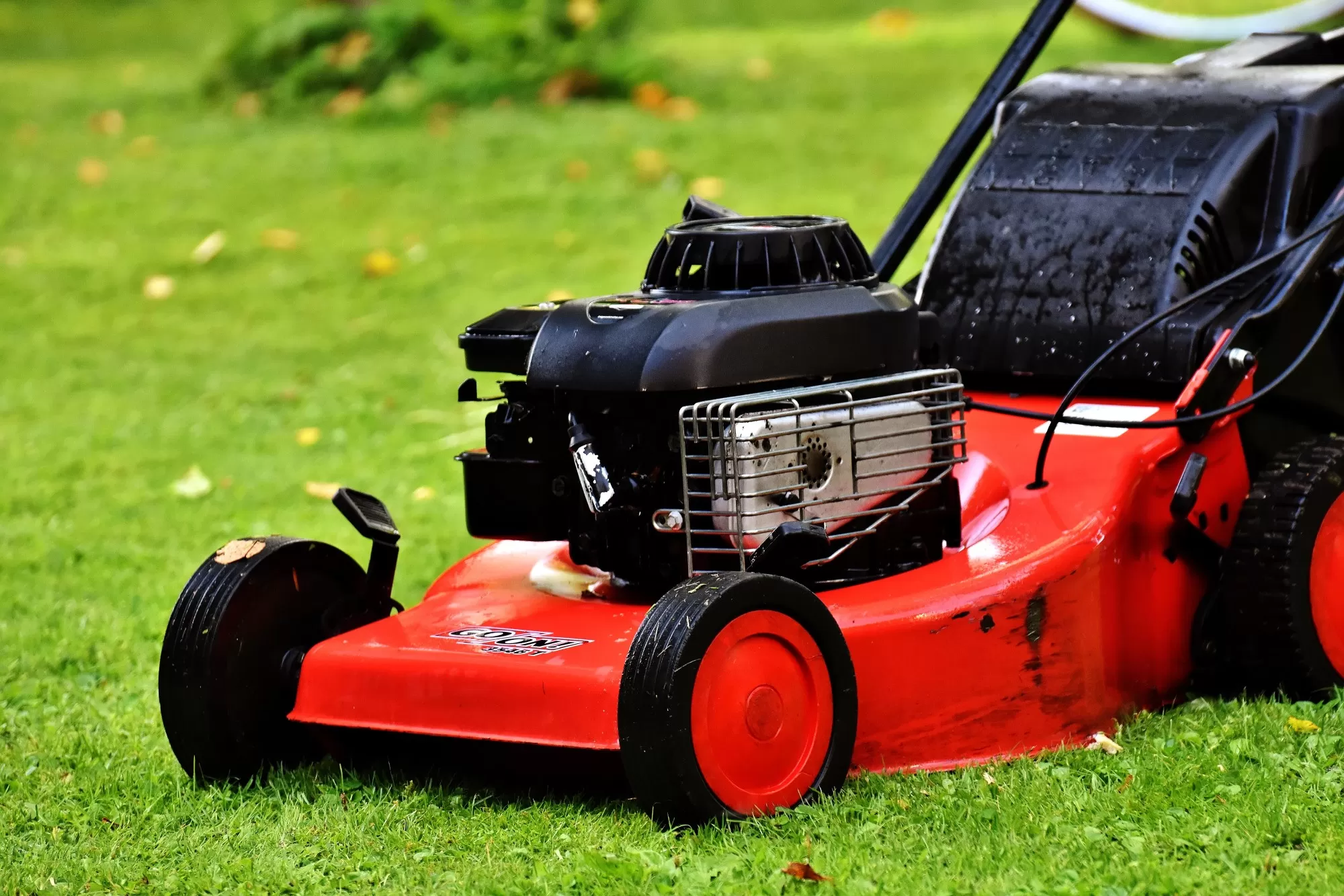 How Often Should You Cut Grass in the Summer?
