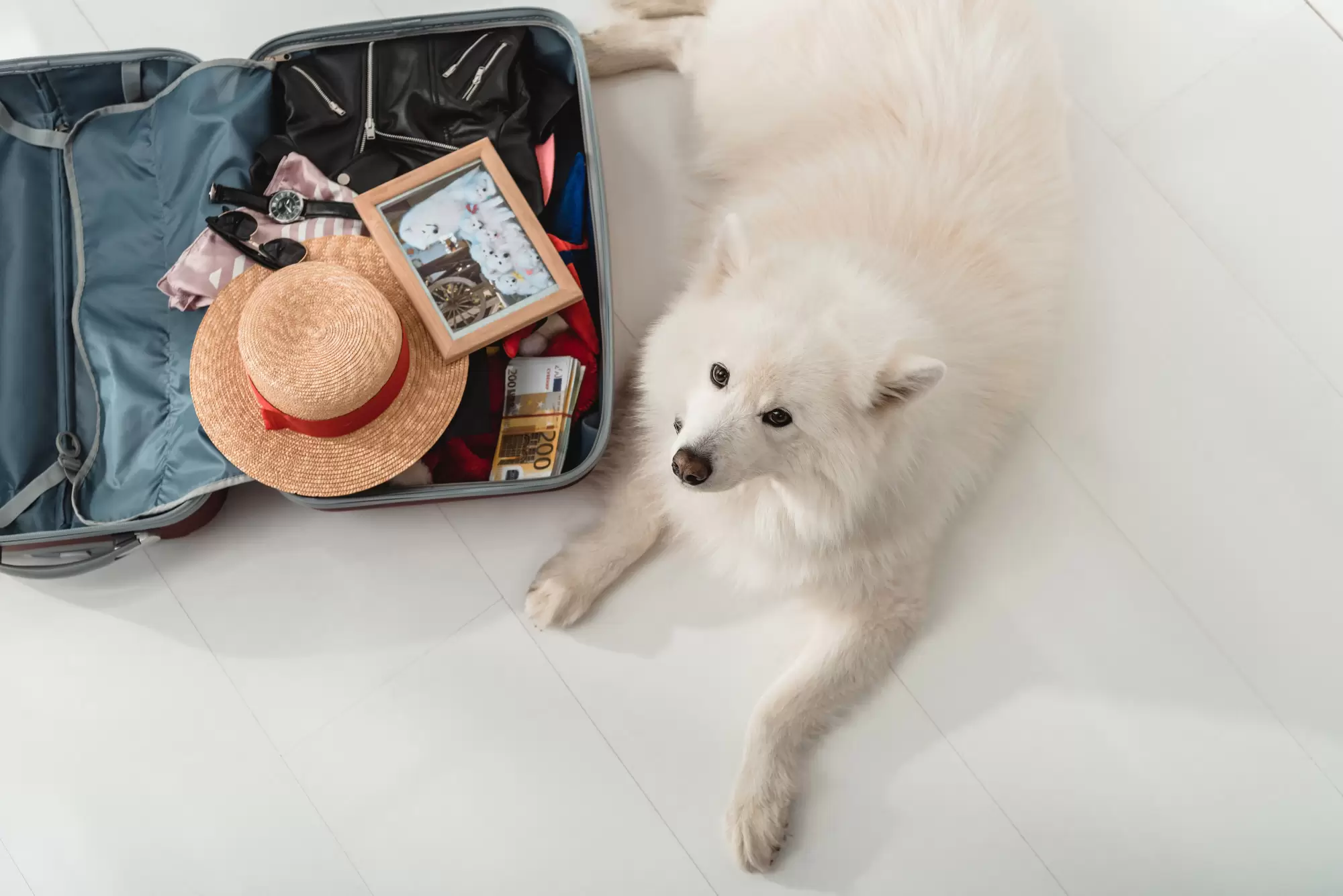 Ready to Take a Dog Vacation With Fido? Here’s How to Get Started