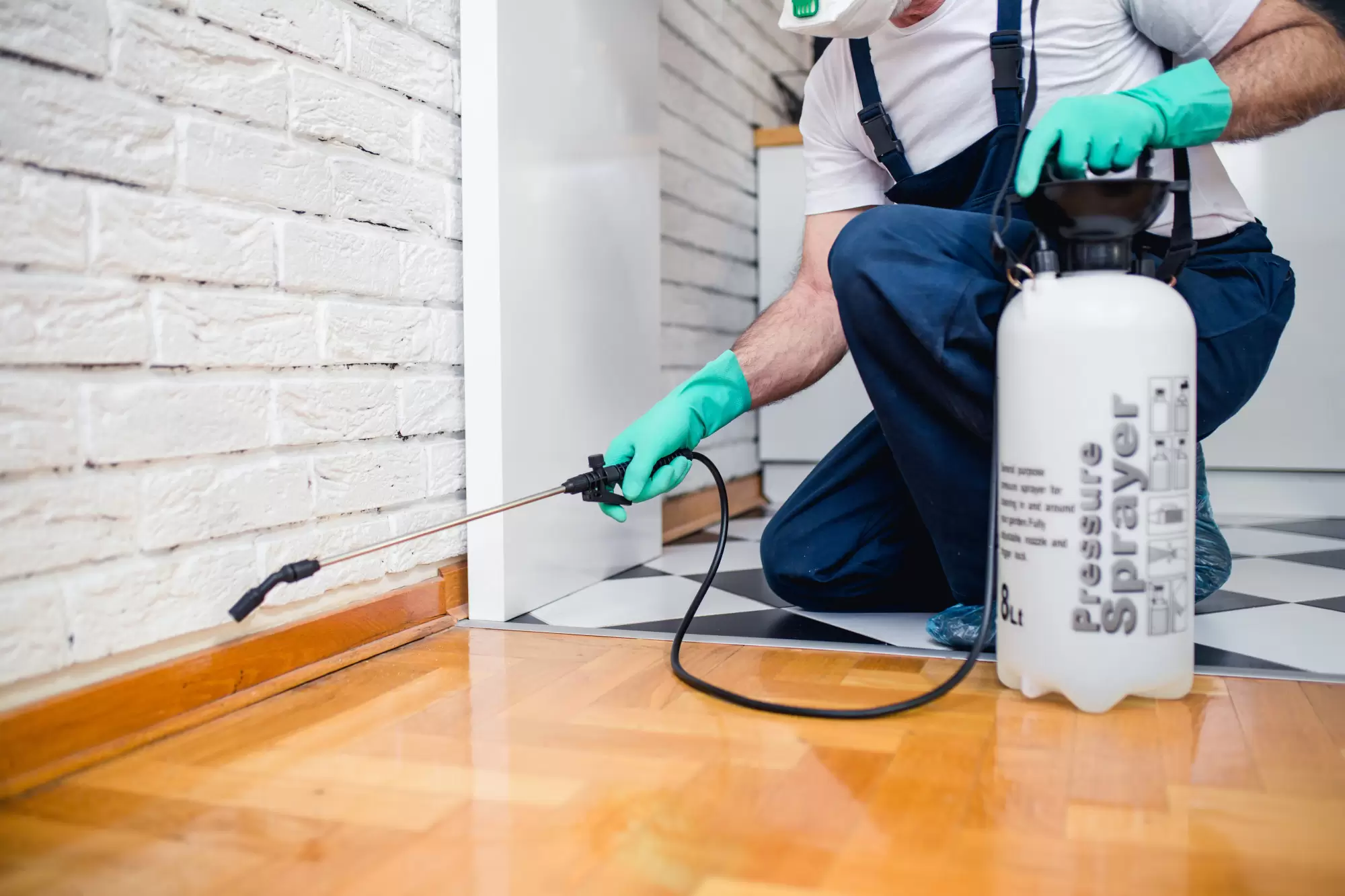 How Much Is Pest Control, and What Services Are There?