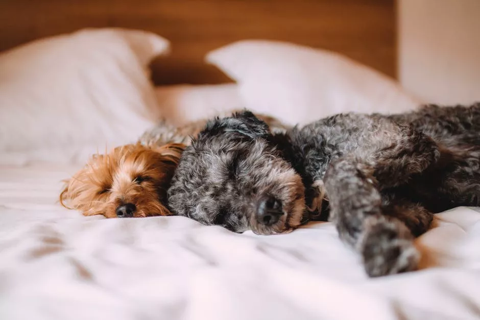 The Brief Guide That Makes Creating a Pet Friendly Home Simple