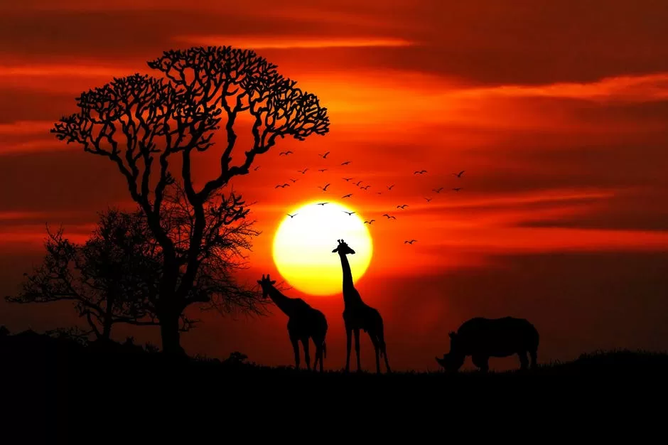 5 Reasons to Take a Trip to Africa