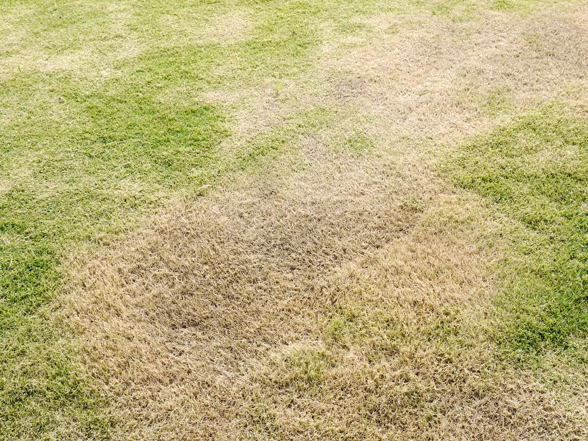 How to Spot and Prevent Common Lawn Diseases