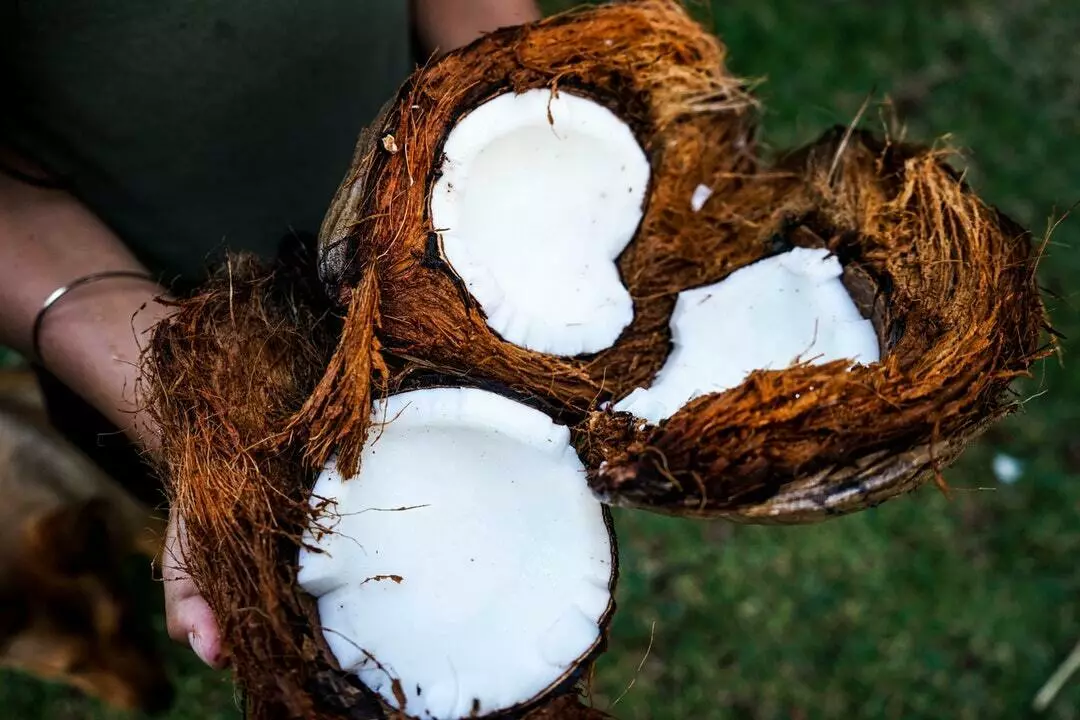What Are the Great Benefits of Coconut?