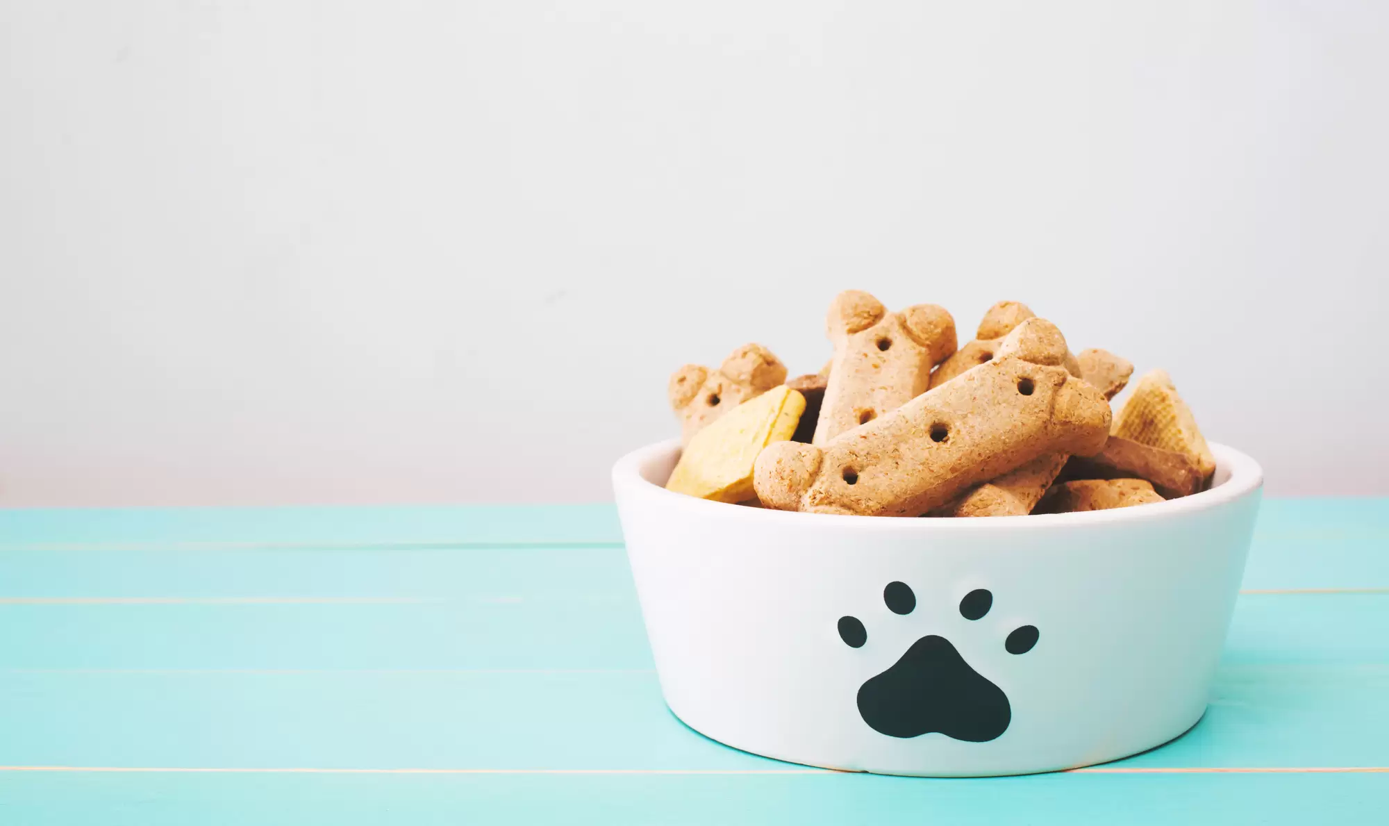 How Much Food Should You Feed a Puppy?