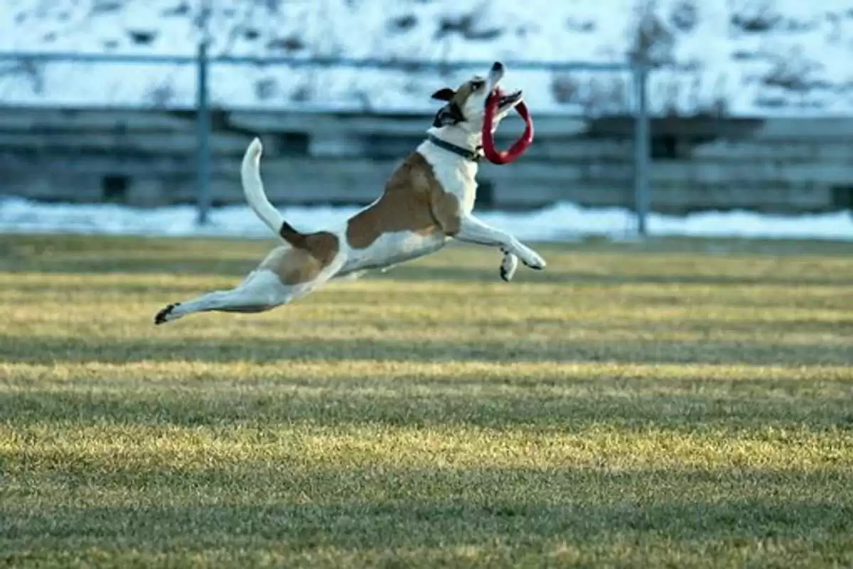 How to Stop Your Dog Chasing