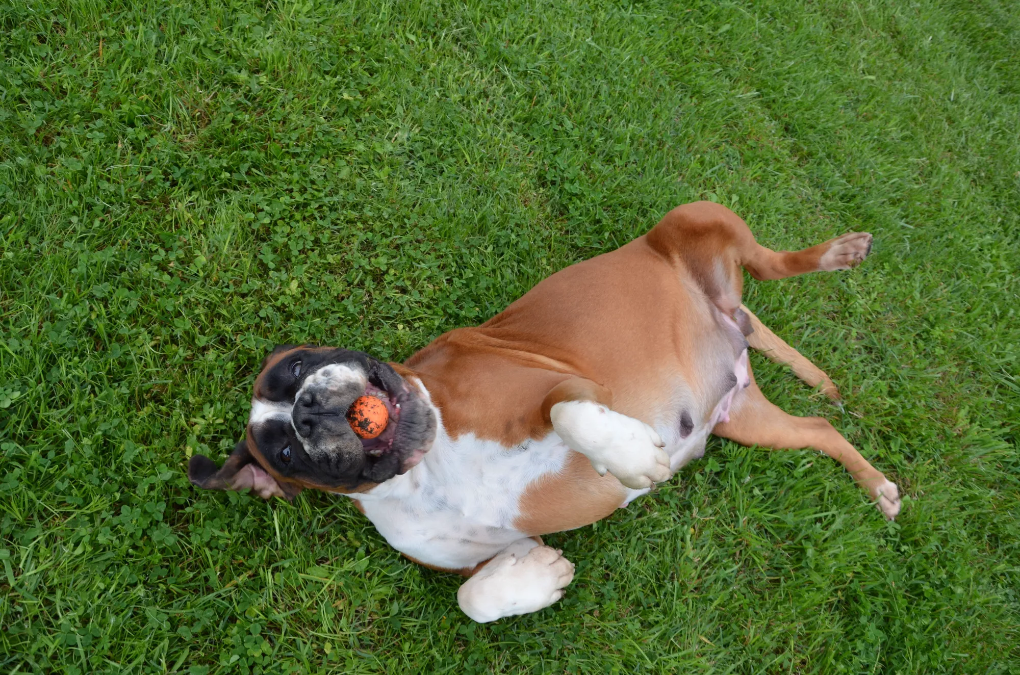 3 Benefits of Fake Grass for Dogs