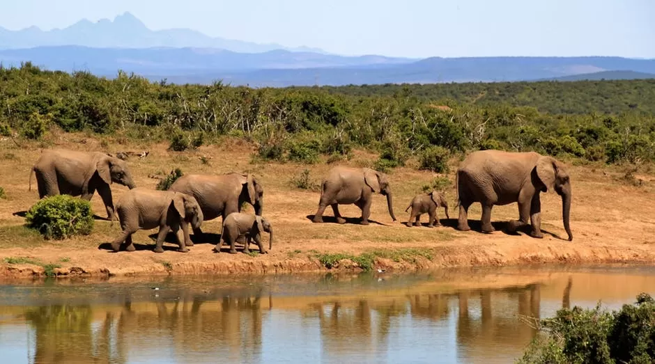 A Complete Guide to Planning Your Safari Vacation