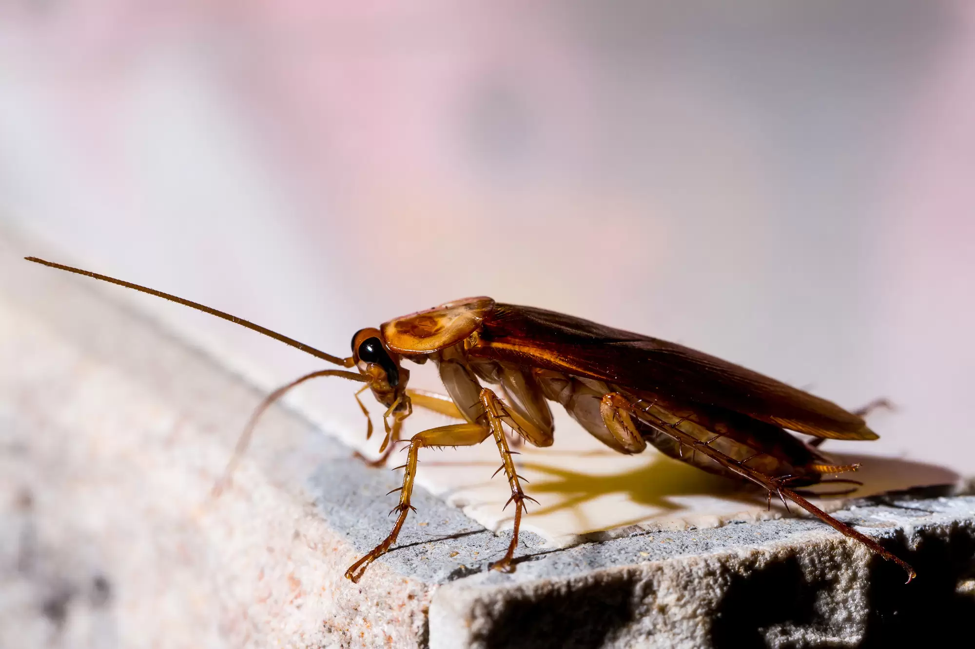 What Are the Common Types of Pests Found in Houses?