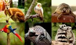 Why The U.S Government is Cracking Down on Exotic Animals