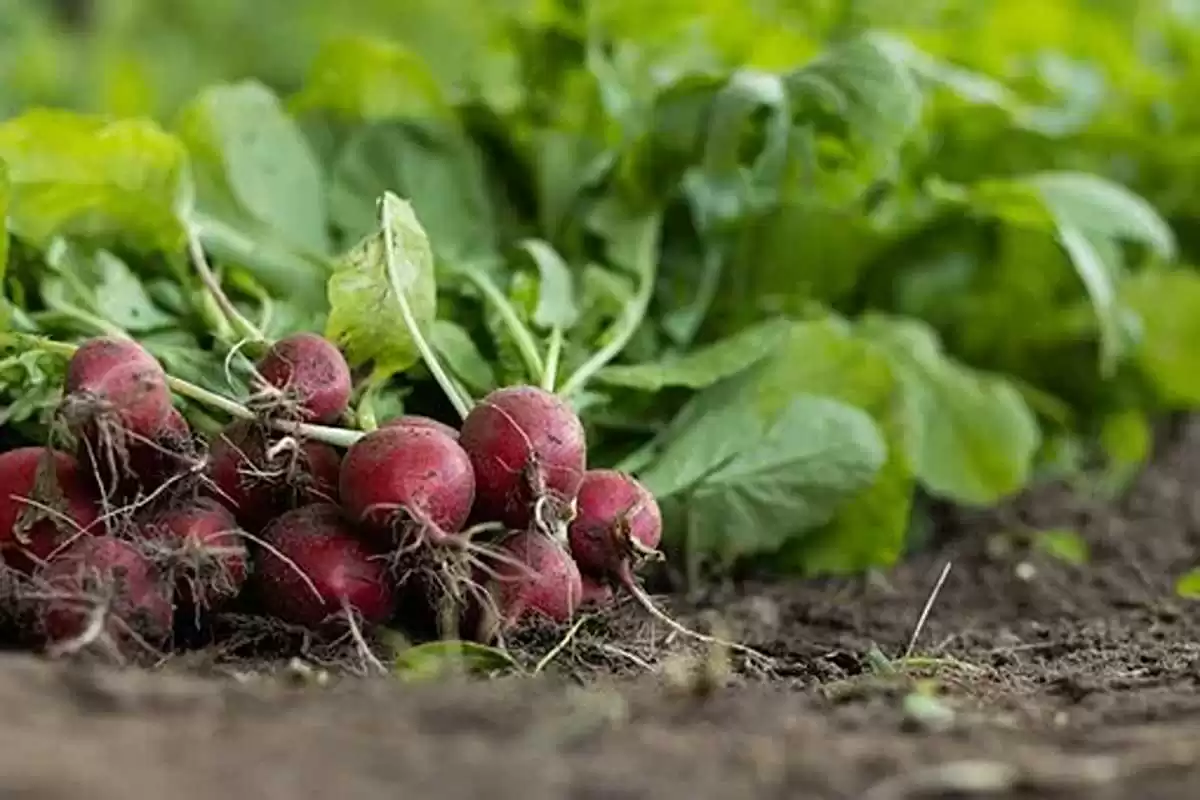 vegetable garden