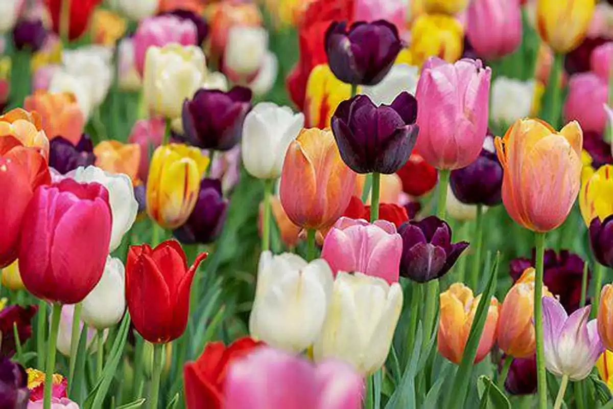 tulip garden