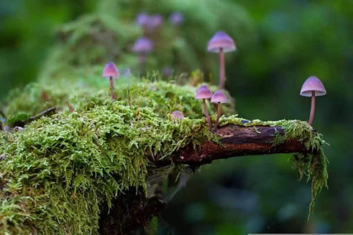 Mushroom Magic – Now Recognized