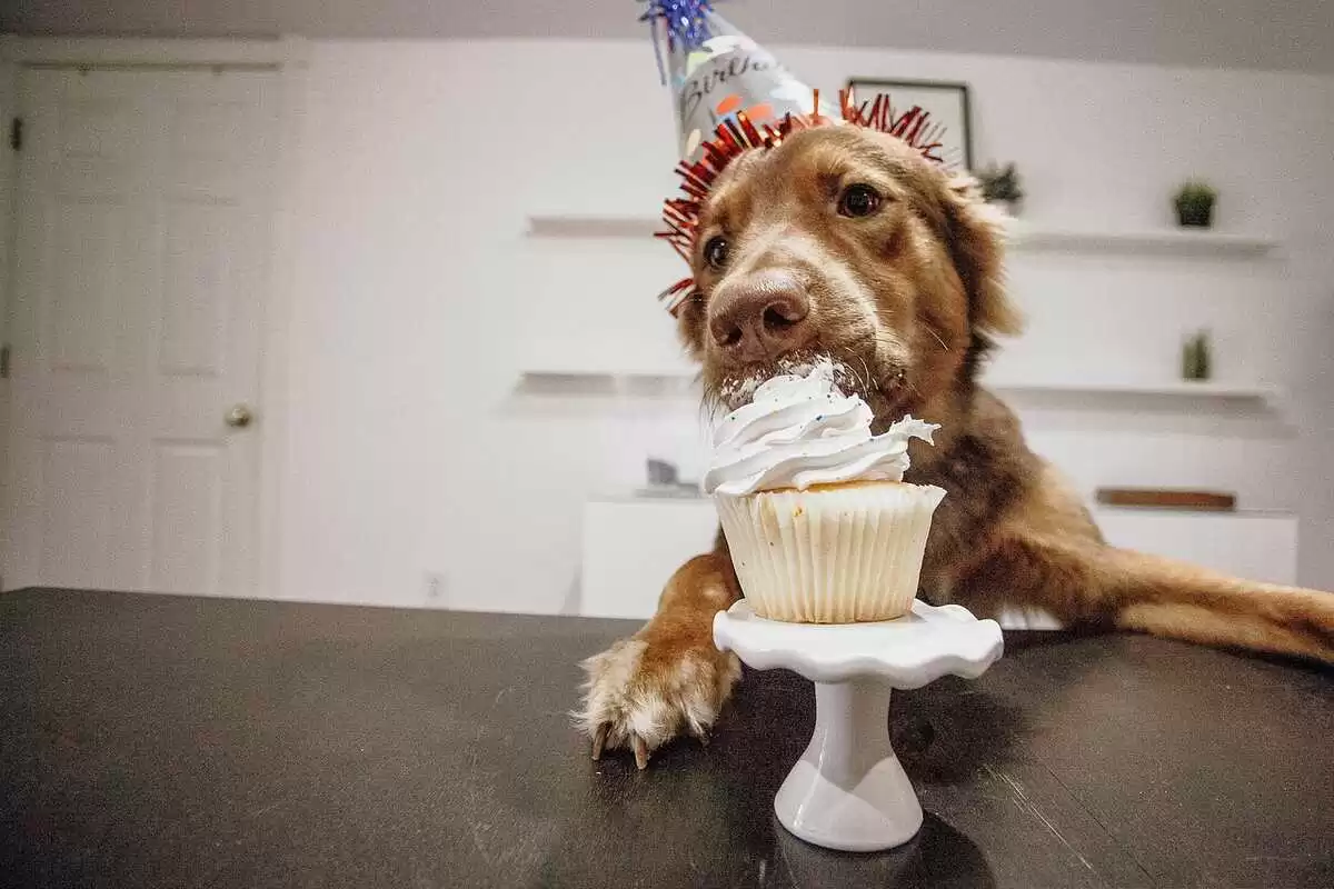 celebrate their pet's
