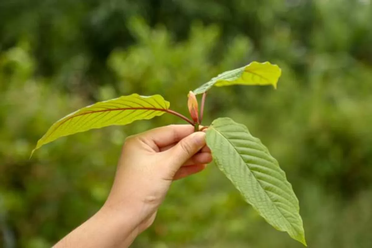 kratom by the kilo