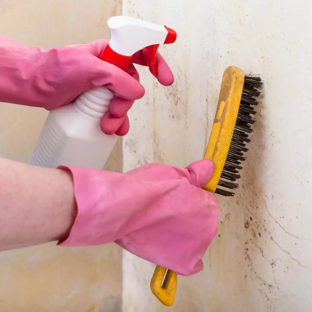 Mold Removal: Removing Mold Through Anywhere