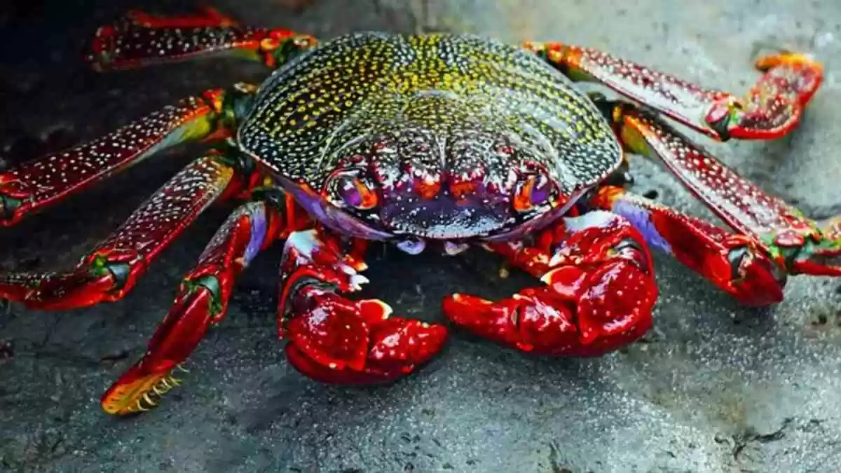 Crab Island, Florida – A Fun Day Trip