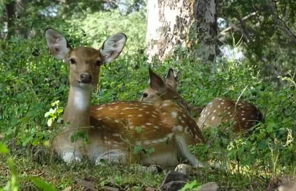 Places to See in Ranthambore National Park