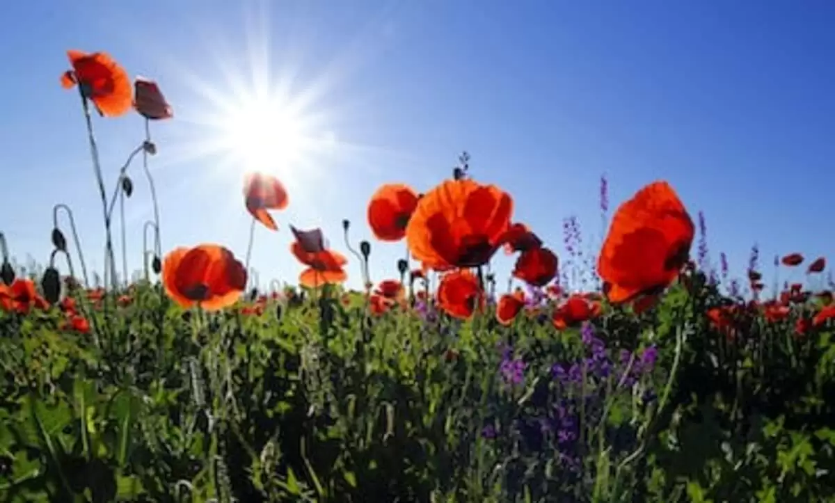 dried poppies for sale