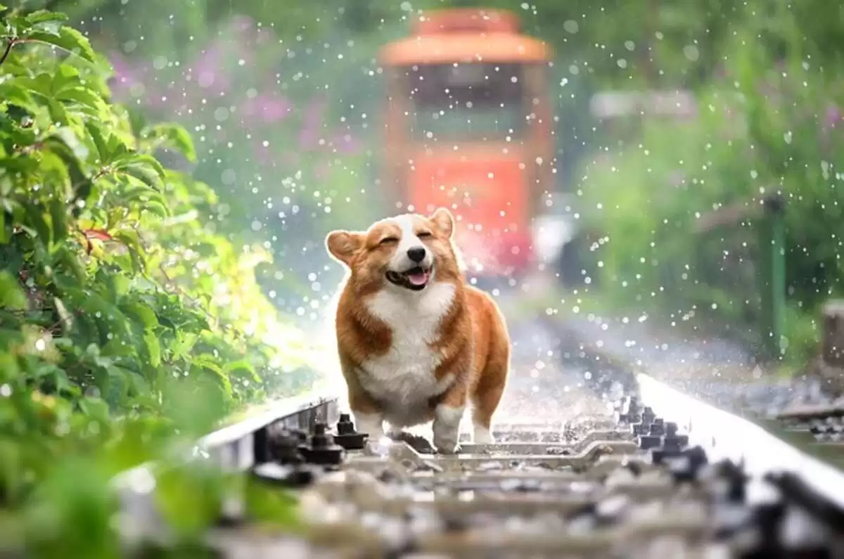 How Much Does Dog Insurance Cost?