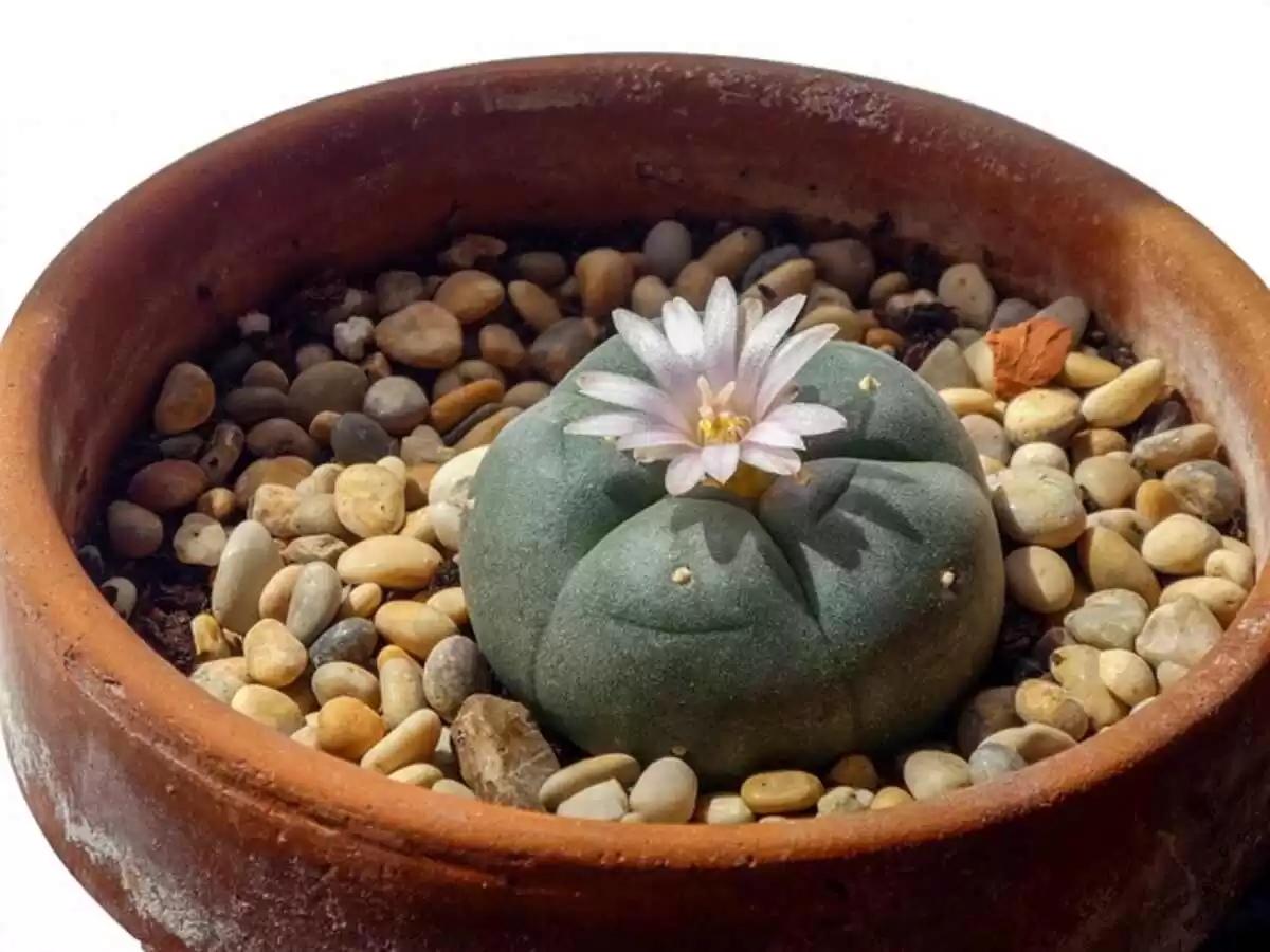 peyote cactus for sale