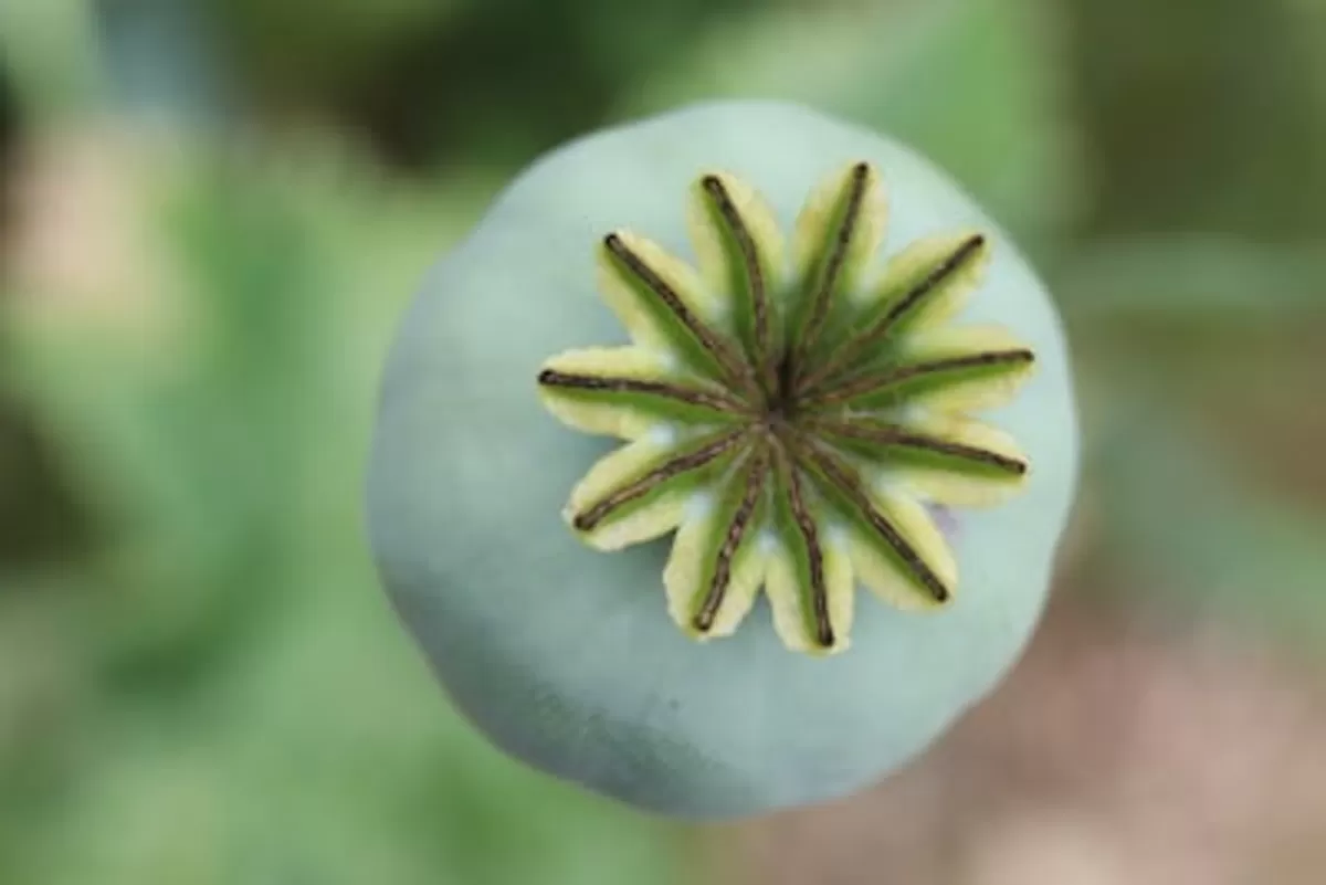 Poppy Seeds (Papaver Somniferum)
