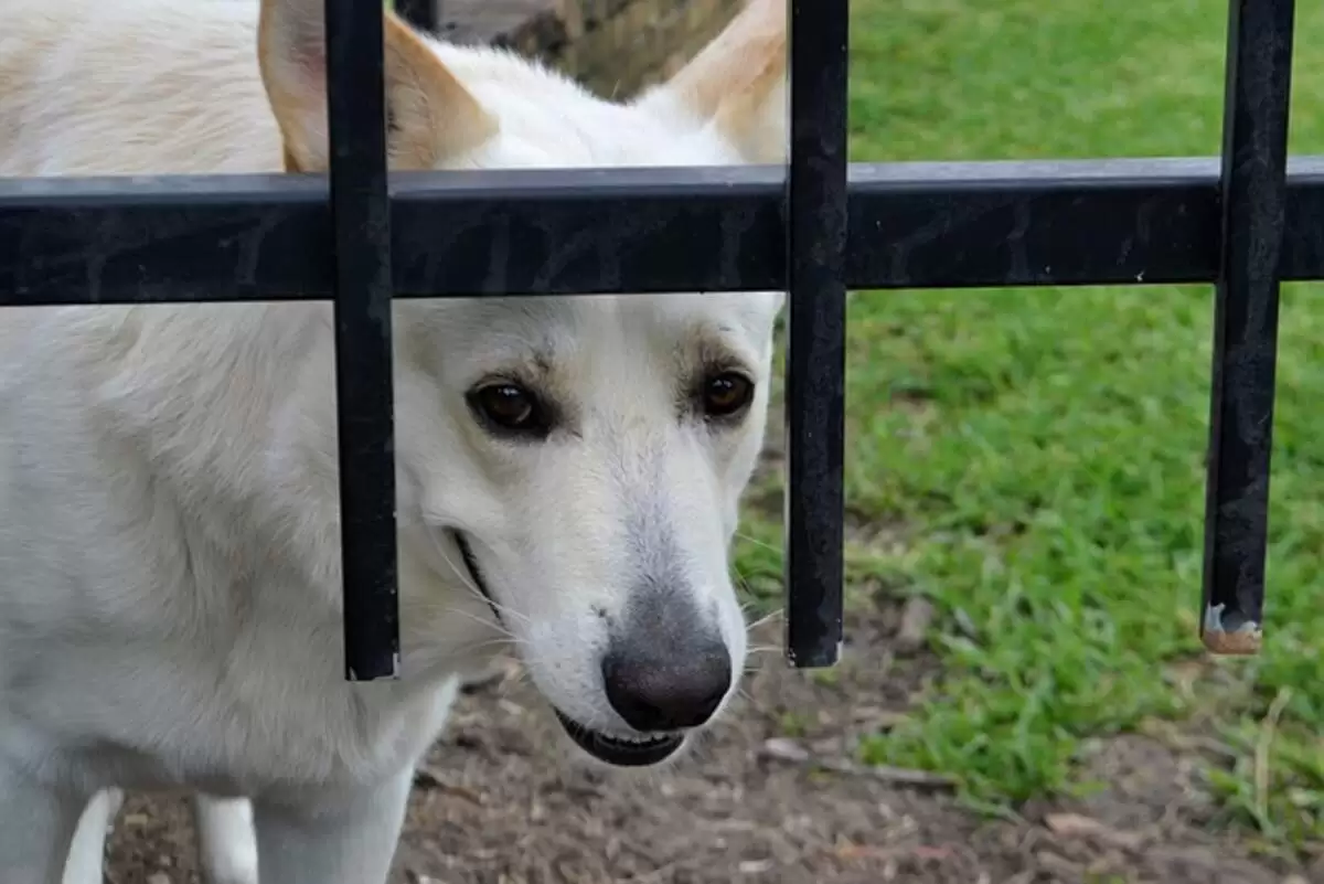 Why Do You Need Pet Insurance?