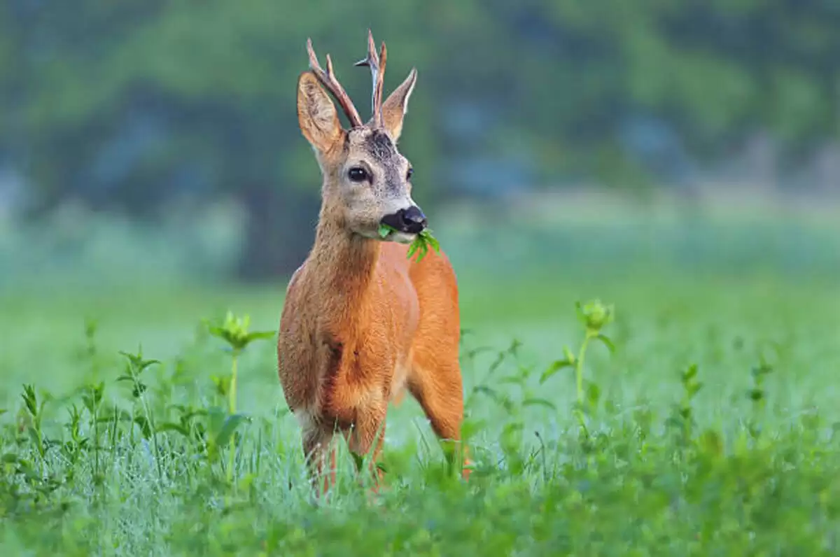 what deer eat