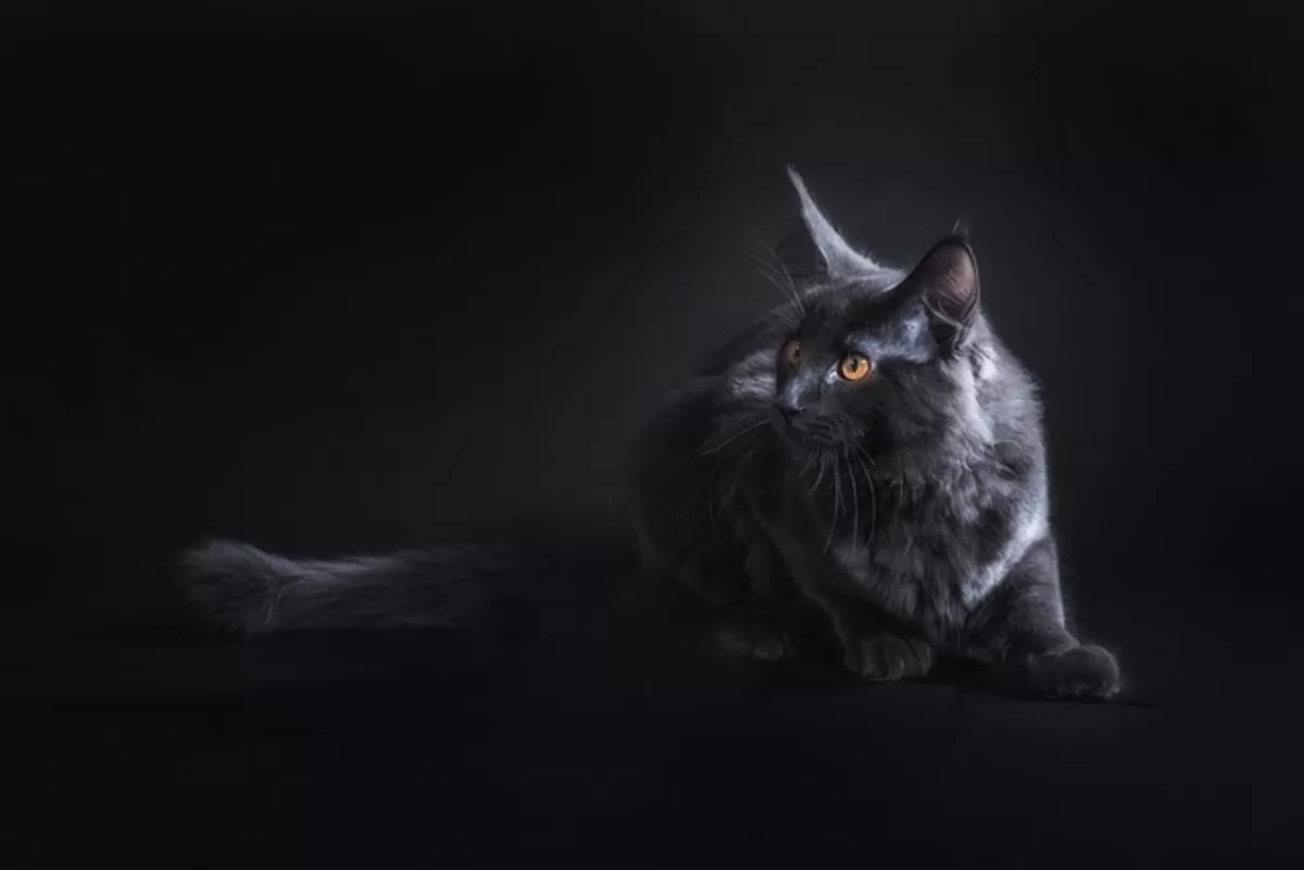 How Much Are Maine Coon Cats Really Worth?