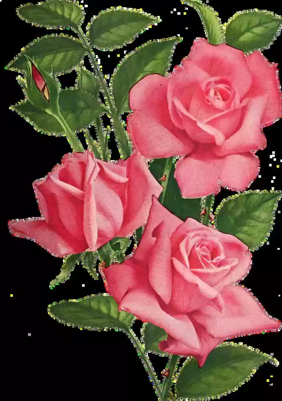 how to draw a rose