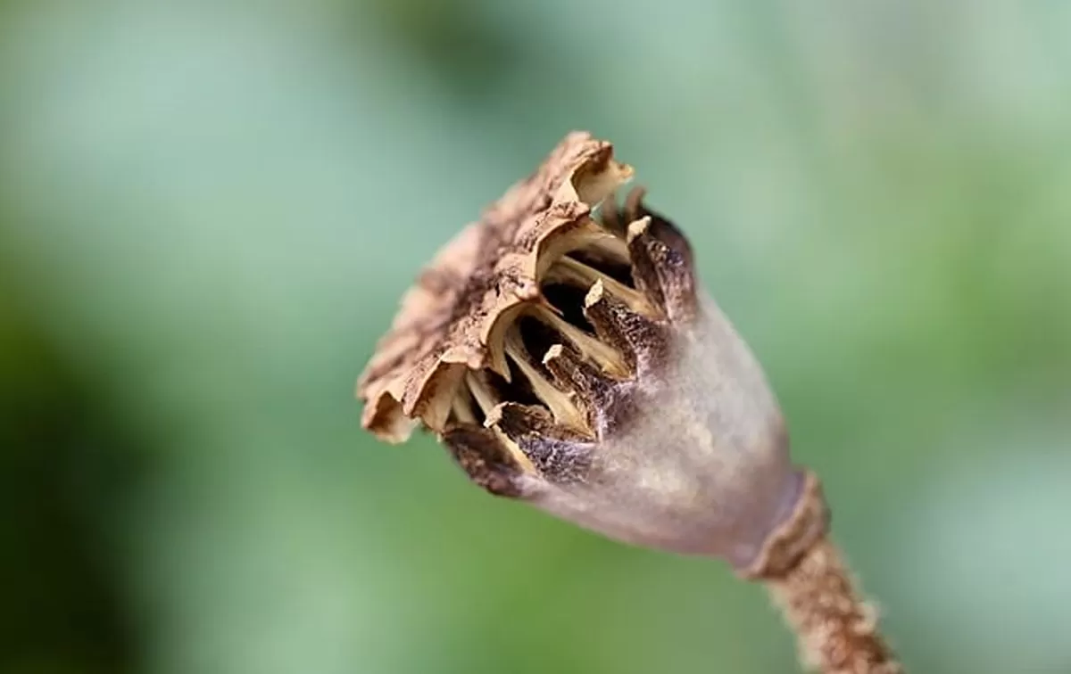 Dried poppy pods