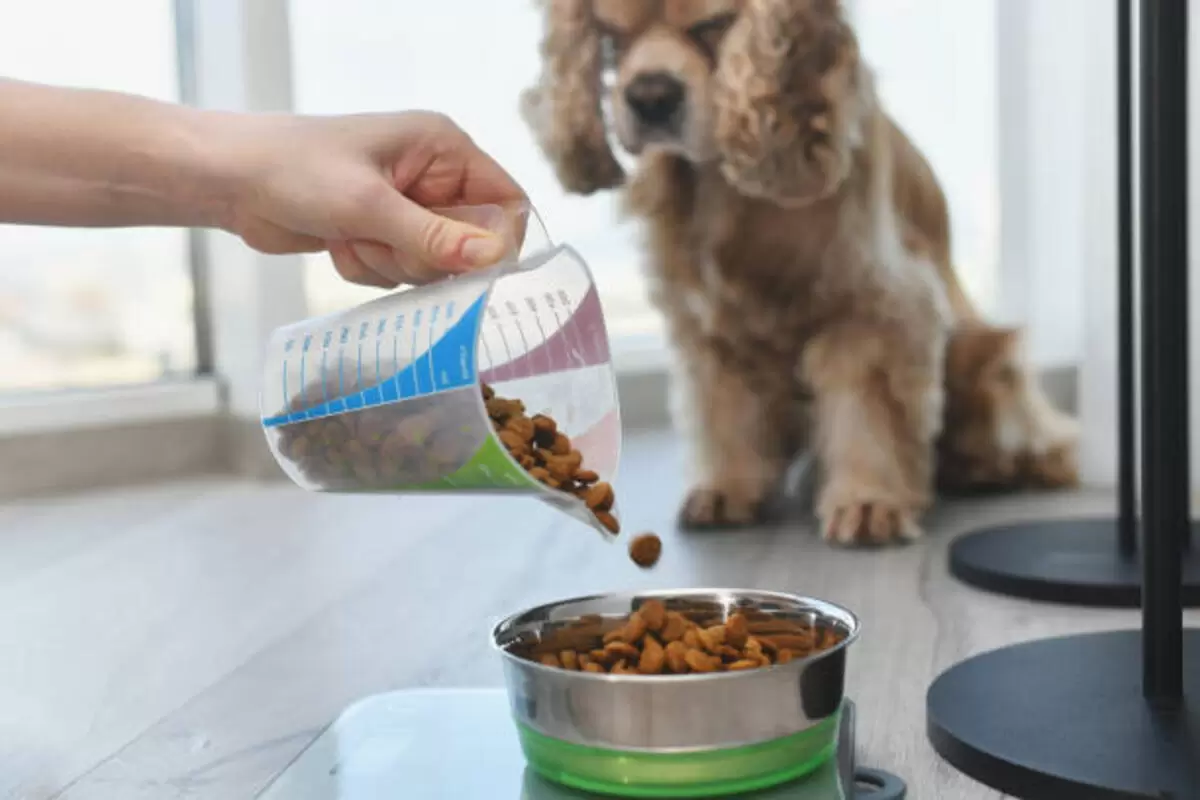 Go Solutions Dog Food Review