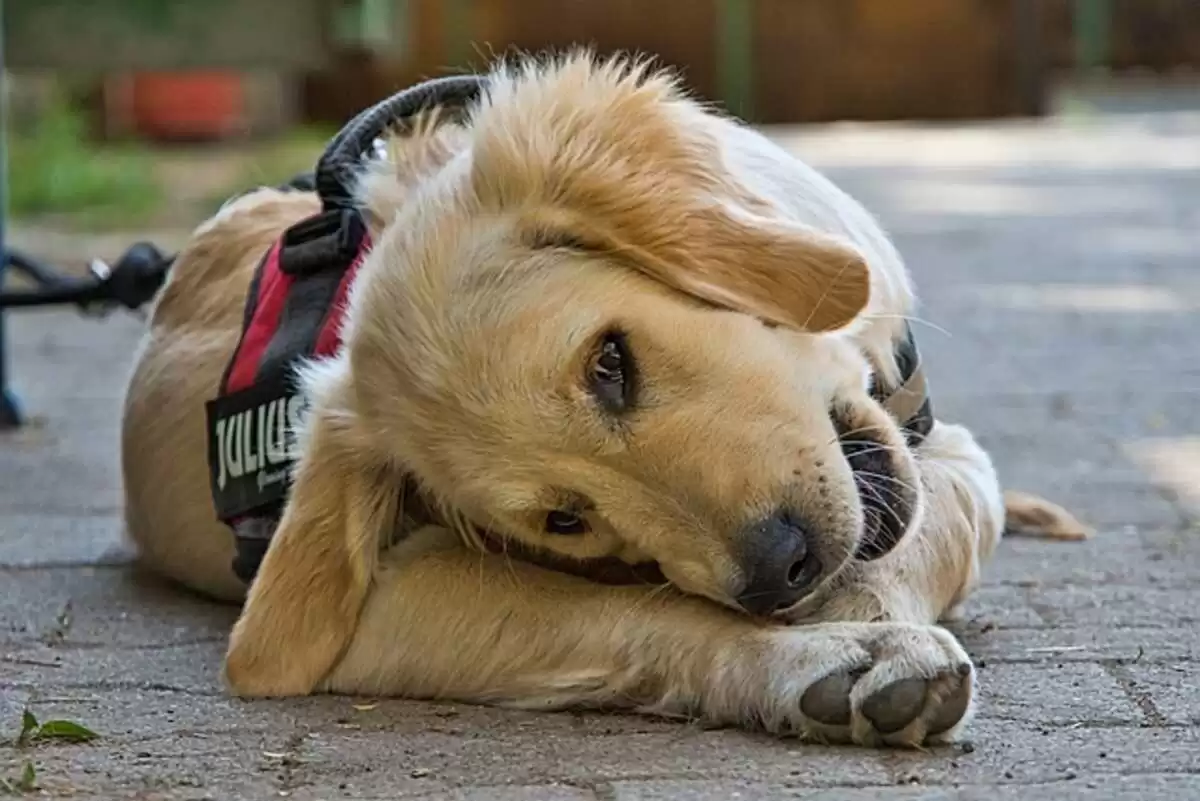 Choosing a Halloween Dog Harness