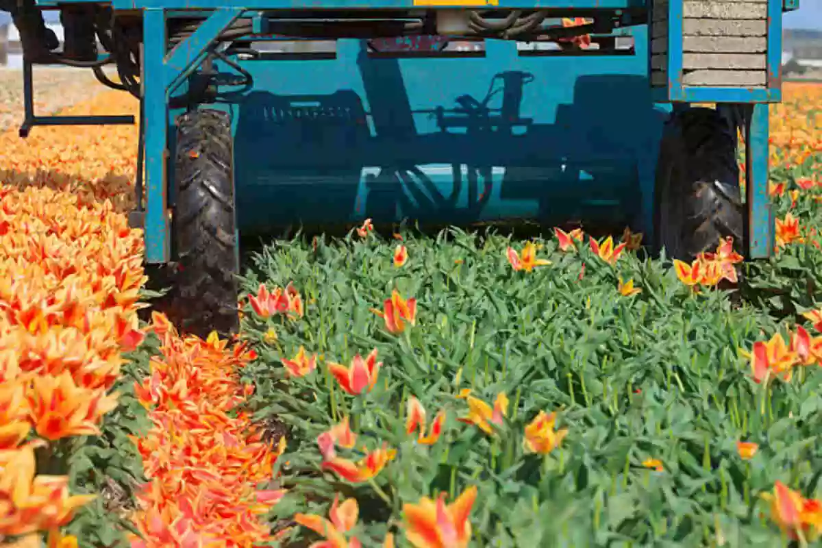 Saint Cloud Farm and Garden Services