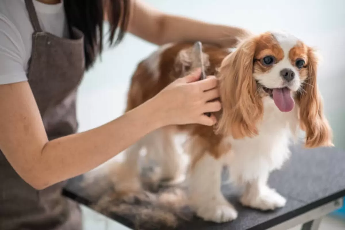 Dog grooming service