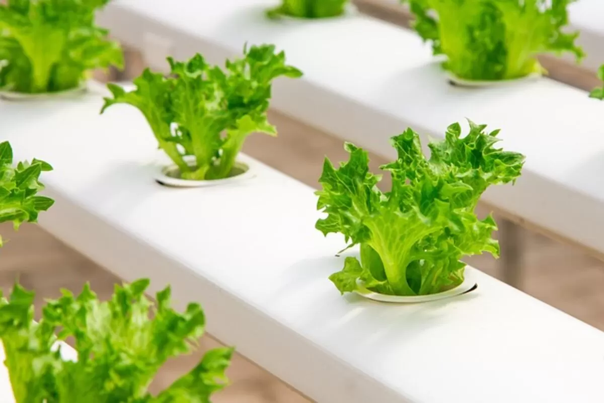 top hydroponics
