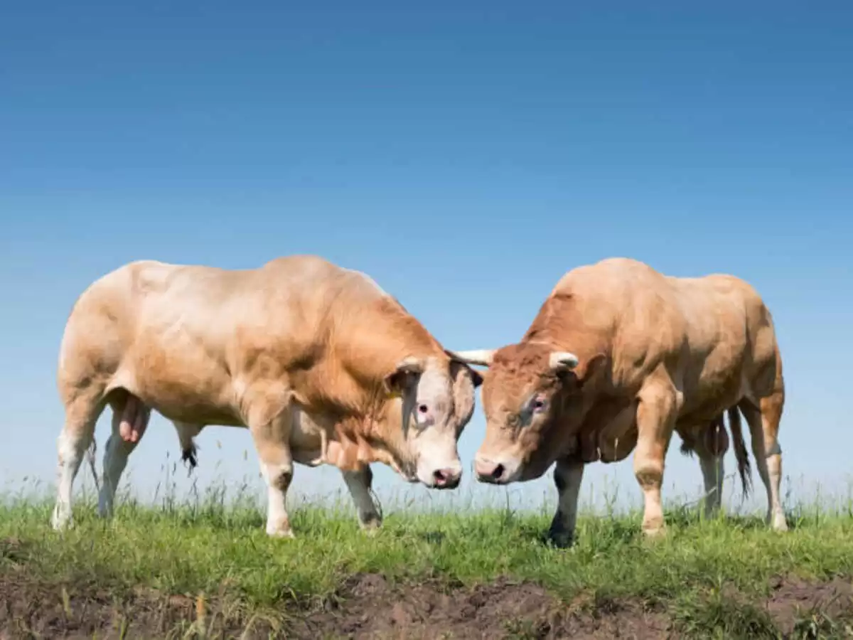 Bull Fit is a Critical Component to Breeding Soundness