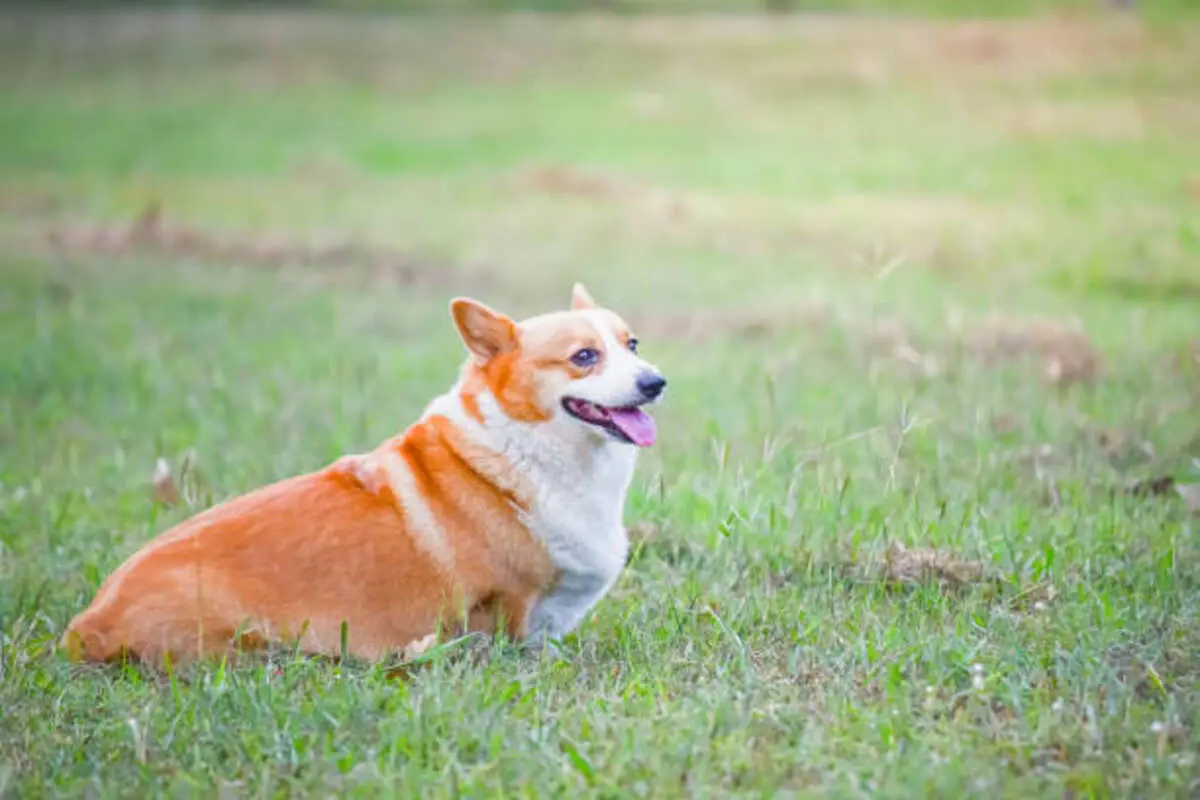 How much does a Pembroke Welsh Corgi cost